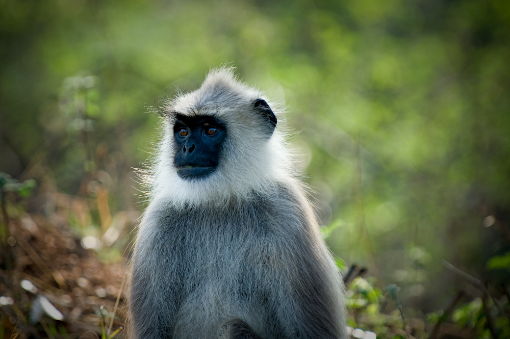 Bandipur-_DSC6037-Edit.jpg